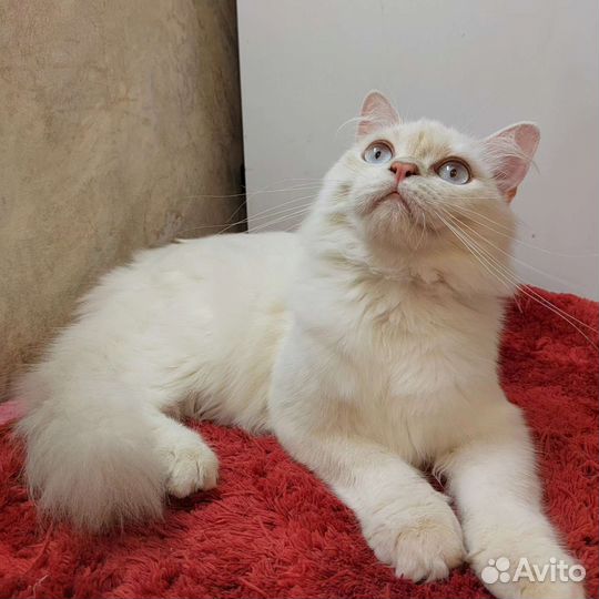 Британский котик