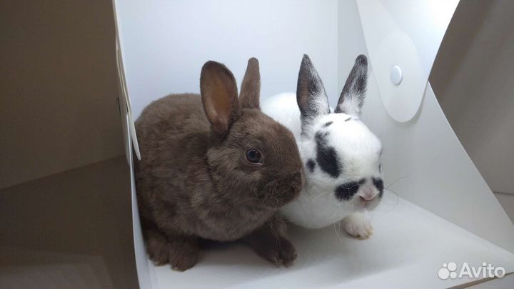 Крольчата карликовые декоративные