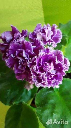 Детки сортовых фиалок