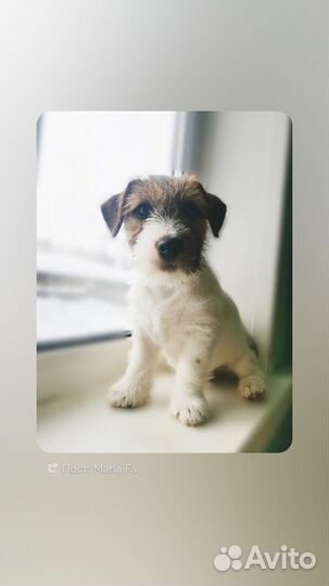 Лучшие Джек Рассел жесткошерстные щенки