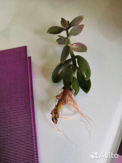 Толстянка - черенки