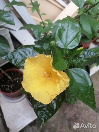 Пеларгония, гибискус желтый, фикус, оттона