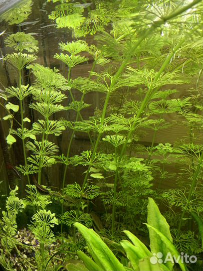 Лимнофила (аквариумное растение)