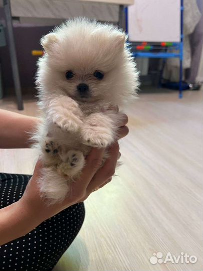 Щенки померанского шпица