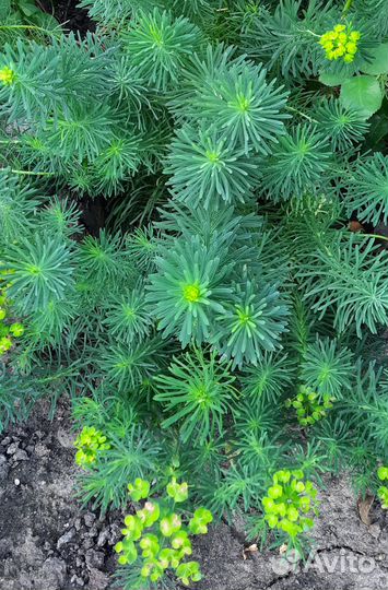 Молочай кипарисовый