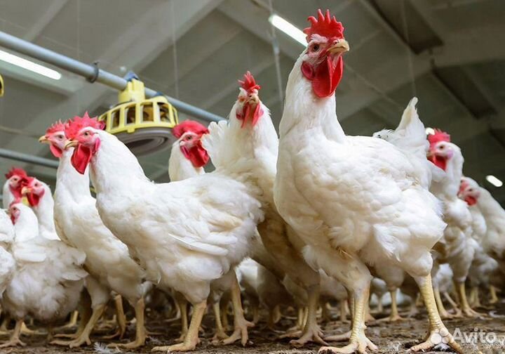 Упаковщики фасовщики