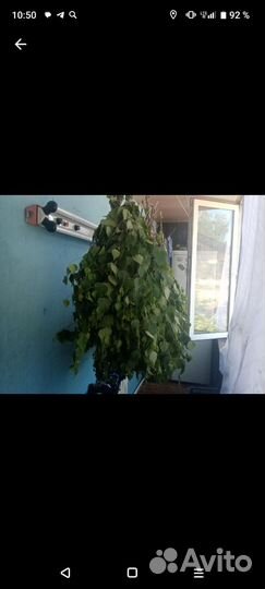 Вязка веников