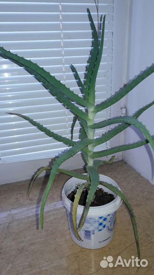 Алоэ лечебный