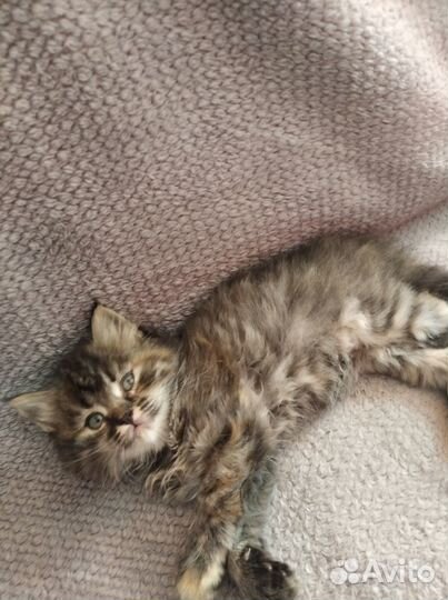 Котята в добрые руки бесплатно