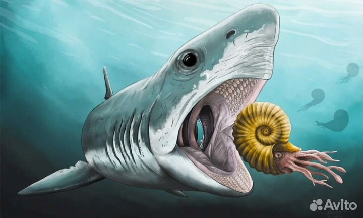 Зуб акулы Ptychodus.Окаменелость