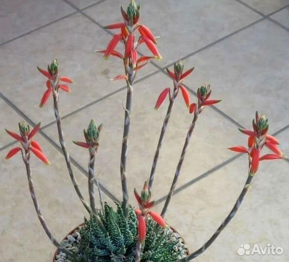 Алоэ Хумилис