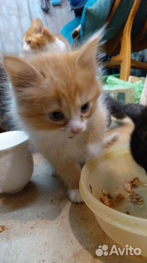Котята ищут семью