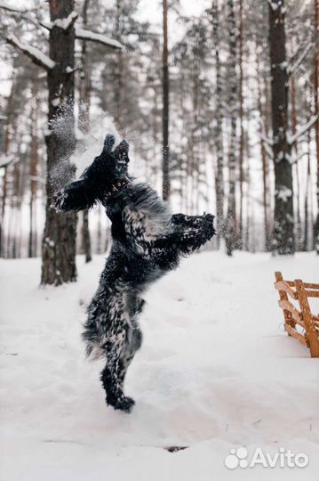 Русский охотничий спаниель вязка