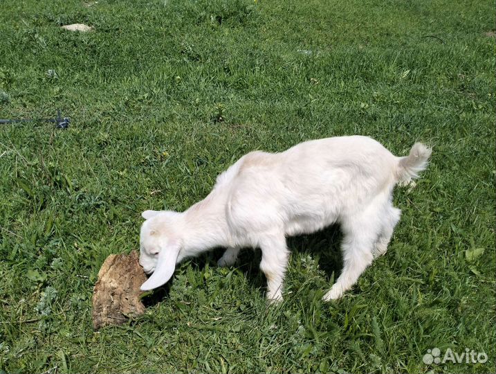 Очень редкий козлик от него убегаю блохи