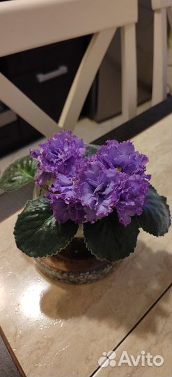 Фиалка в горшках