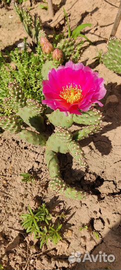 Кактусы(опунции) морозостойкие/Жирянка тина