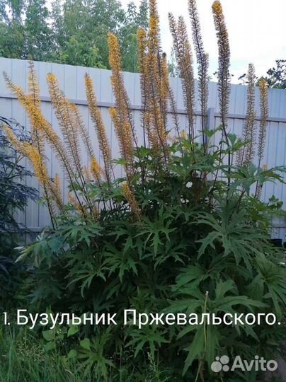 Цветы для сада