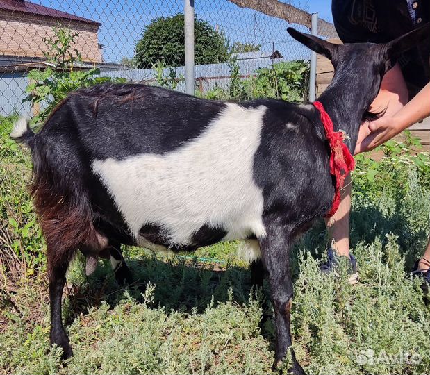 Продается коза и козел