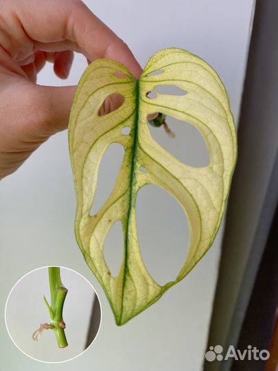 Монстера Альба & Адансона & Стандлейана