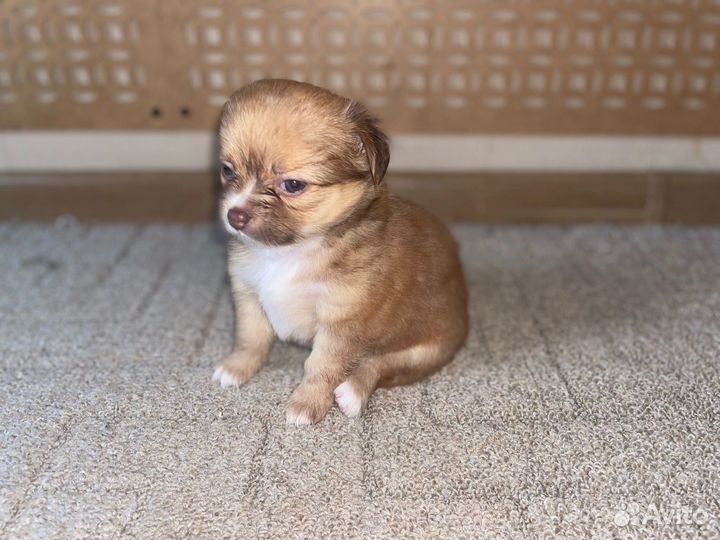 Щенки чихуахуа