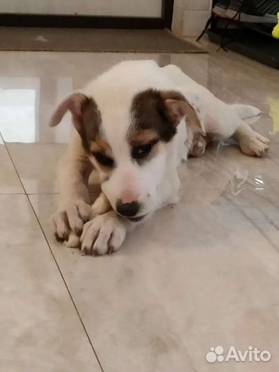 Собака в добрые руки щенок