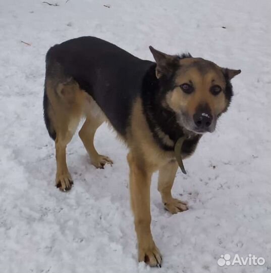 Отдам собаку