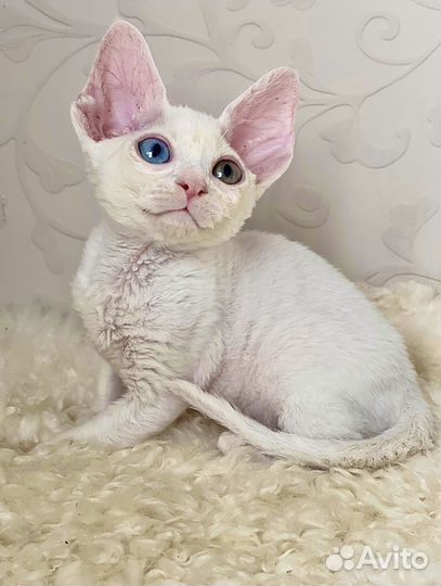 Девон-рекс котята