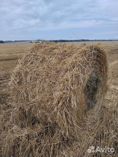 Солома ячменная ржаная пшеничная