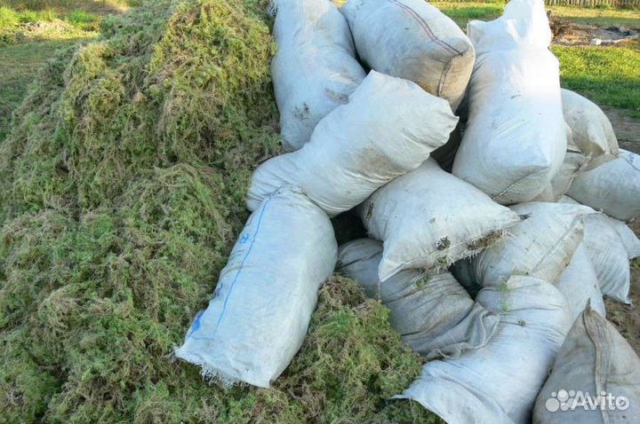 Кукушкин лён, сфагнум