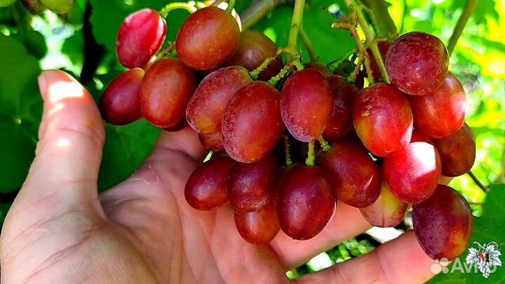 Саженцы Винограда Зоренька