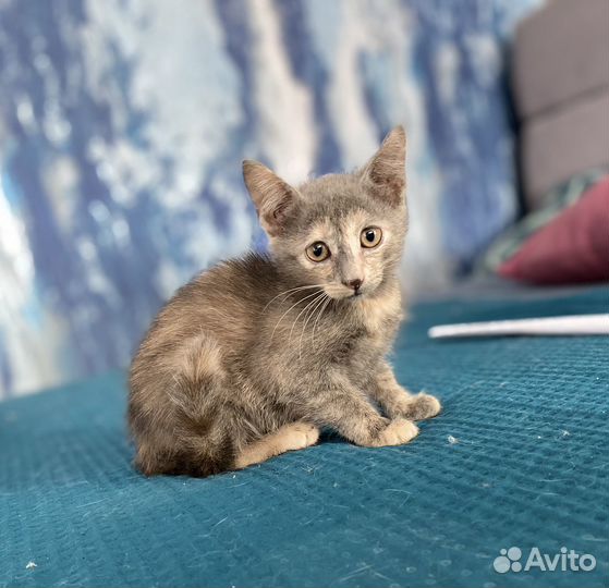 Котята черепашки