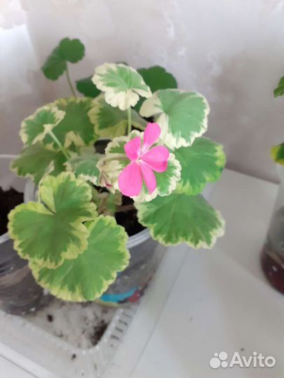 Пеларгония герань