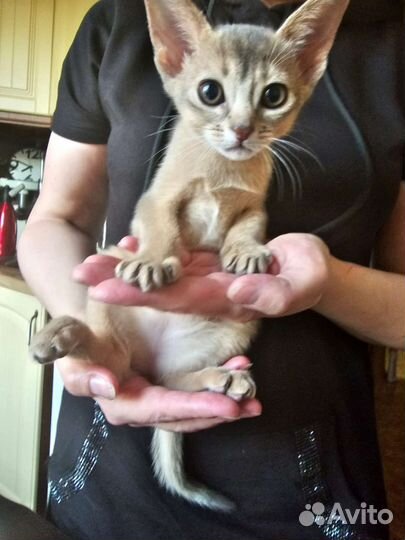 Абиссинские котята голубые