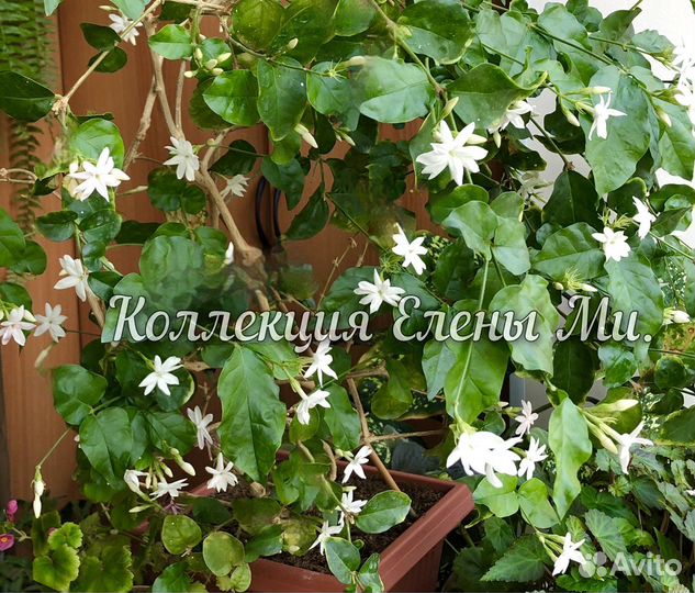 Жасмин комнатный