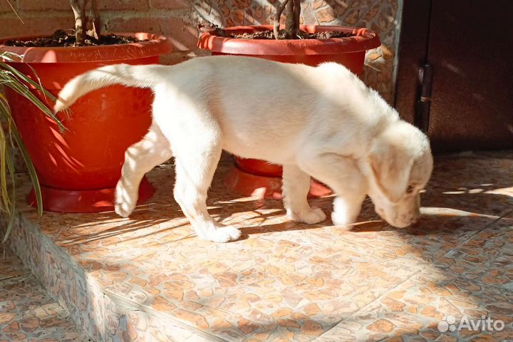 Лабрадор щенок мальчик