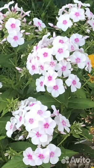 Многолетние метельчатые флоксы