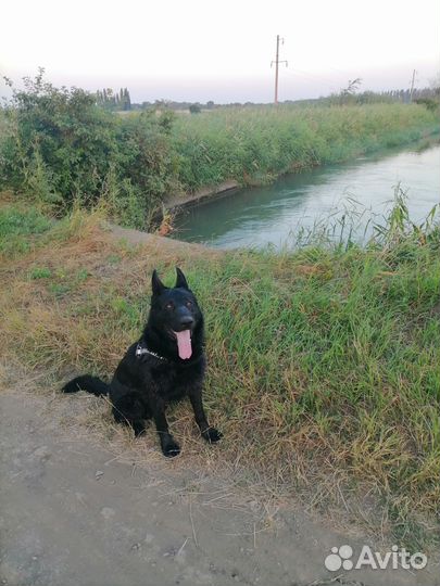 Вязка самец Восточно-европейская овчарка