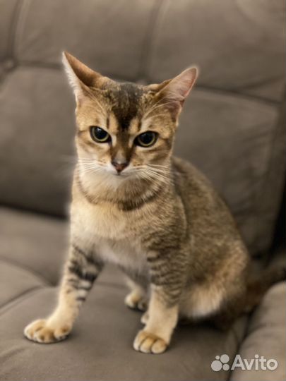 Сингапурская кошка