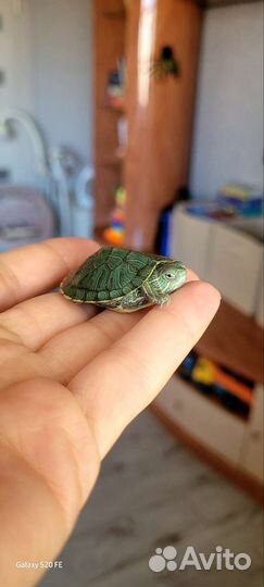 Репетилии черепахи