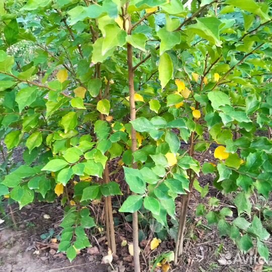 Кудрания (клубничное дерево), саженцы