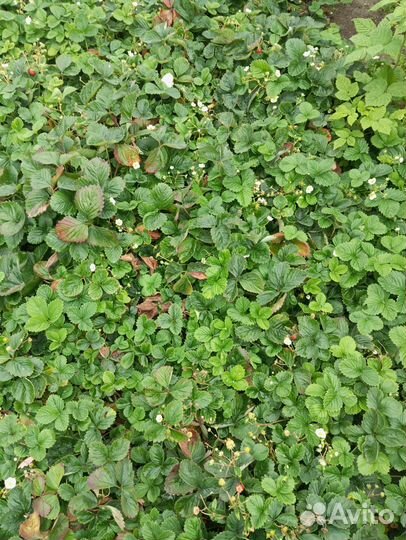 Рассада клубники