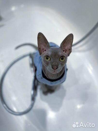 Наушники apple airpods 3