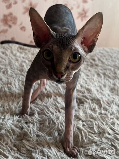 Отдам в добрые руки сфинкса