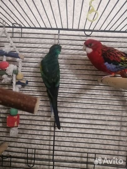 Попугай розелла