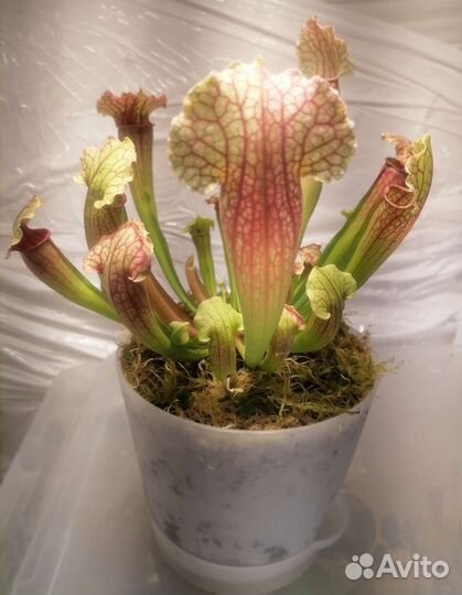 Хищник Саррацения, 5 сортов