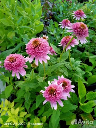 Саженцы эхинацеи