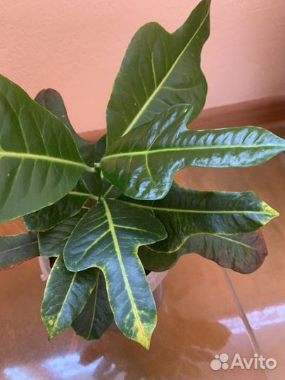 Кротон Эксилент