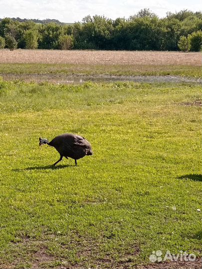 Гуси,цесарки
