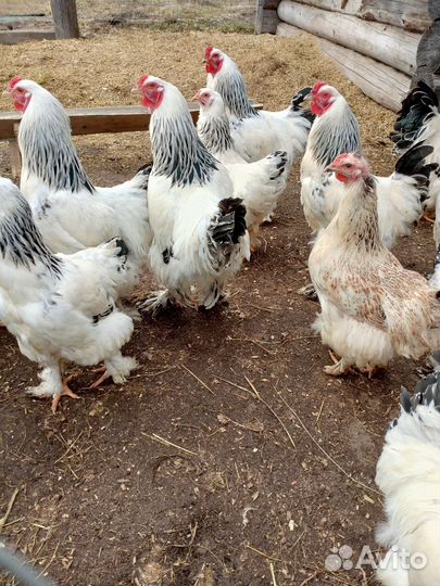 Петух Брама