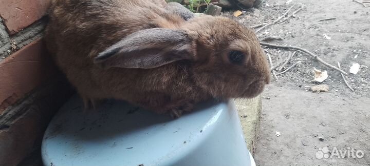 Живое мясо кролика и забой